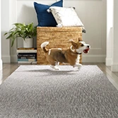 Pet friendly 167 by 167